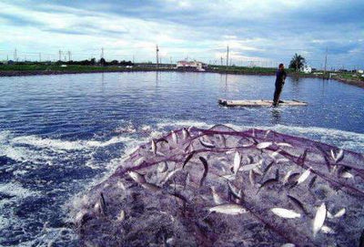 Introduction to SIMATIC PLC in Aquaculture Automation